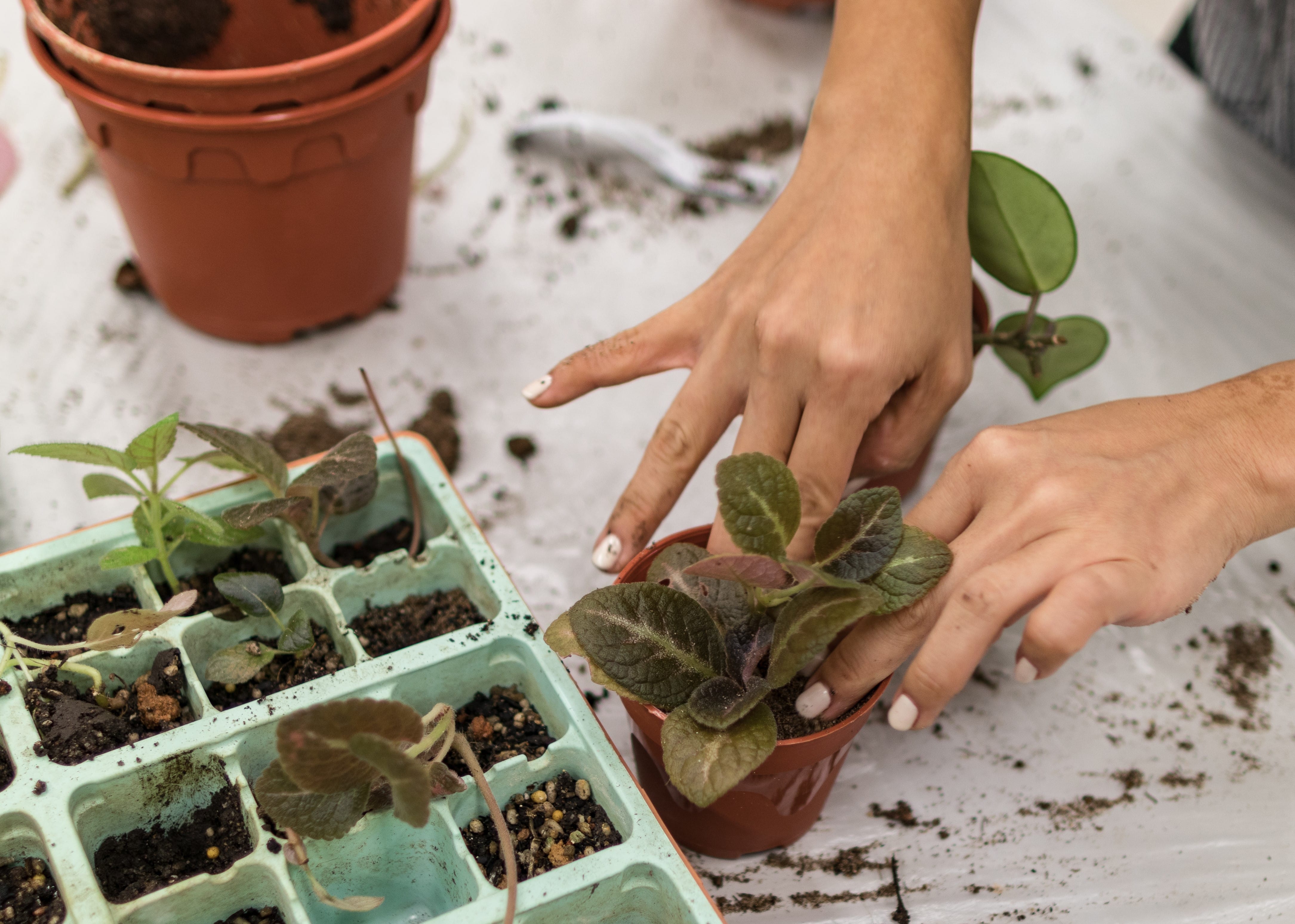 Introduction to Home Gardening 